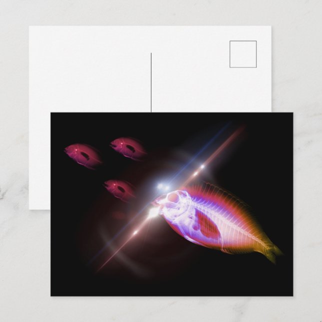 Cartão Postal Peixes de raios X Jantes de caça 1 (Frente/Verso)
