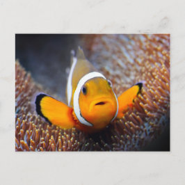 Cartão Postal Peixes de recifes tropicais - Peixe-palheiro