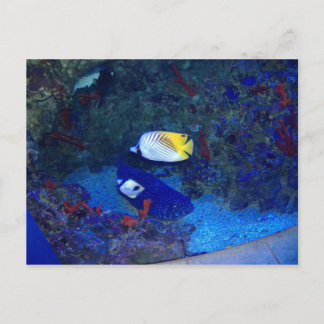 Cartão Postal Peixes do Havaí
