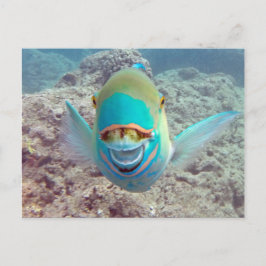 Cartão Postal Peixes do papagaio de Havaí