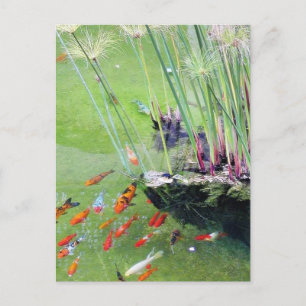 Cartão Postal Peixes dourados