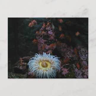 Cartão Postal Peixes Dourados e Anêmona Marítima