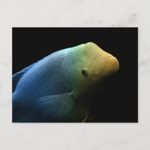 Cartão Postal Peixes em Tanque - Fotografia de Arte