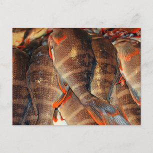 Cartão Postal Peixes frescos
