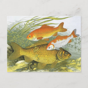 Cartão Postal Peixes Koi Goldfish Antigos, Vida Marinha Aquática