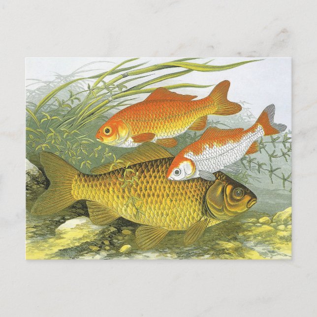 Cartão Postal Peixes Koi Goldfish Antigos, Vida Marinha Aquática (Frente)
