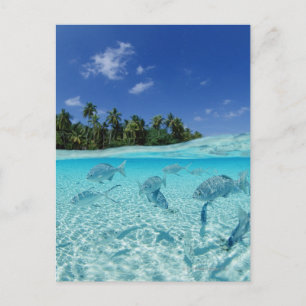 Cartão Postal Peixes no mar