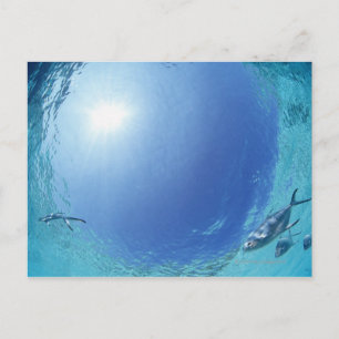 Cartão Postal Peixes no mar