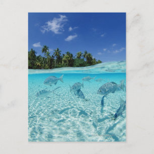 Cartão Postal Peixes no mar