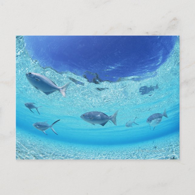 Cartão Postal Peixes no mar 4 (Frente)
