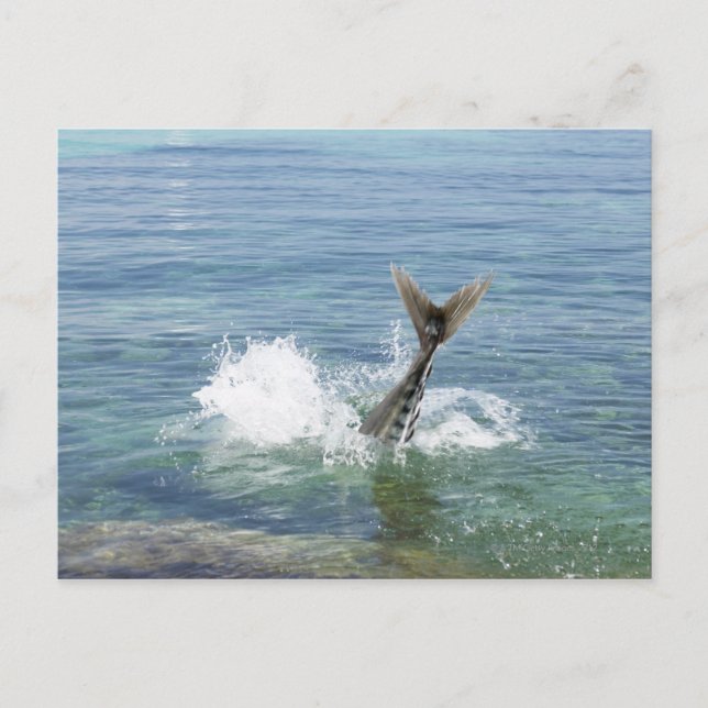 Cartão Postal Peixes saltando no mar (Frente)