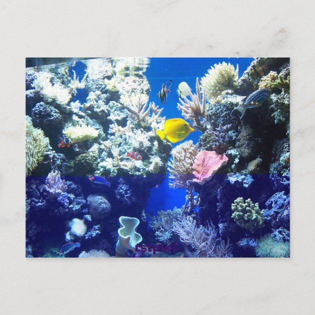 Cartão Postal Peixes Tropicais (Frente)