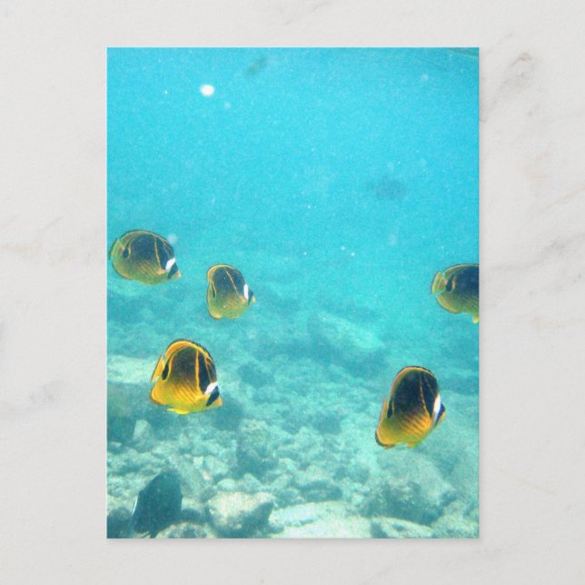 Cartão Postal Peixes Tropicais no Havaí (Frente)