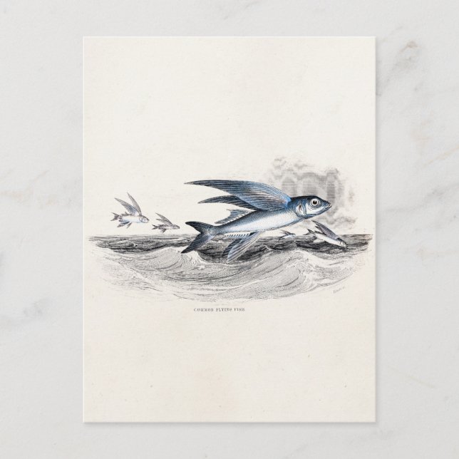 Cartão Postal Peixes Voadores Azuis Da Década De 1800 Nas Ondas  (Frente)