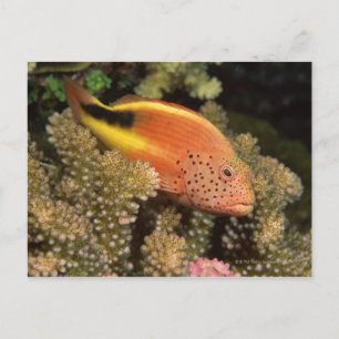 Cartão Postal Peixes-vozes sarcásticos em corais pedonais