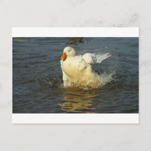 Cartão Postal Pekin Duck VII