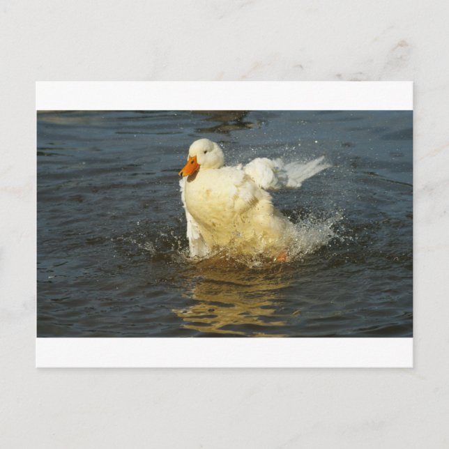 Cartão Postal Pekin Duck VII (Frente)