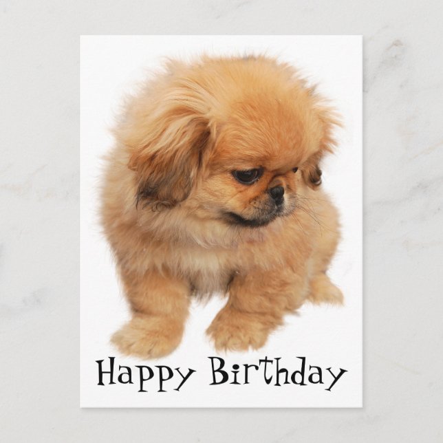 Cartão Postal Pekingese Feliz Aniversário Cachorro Negro (Frente)