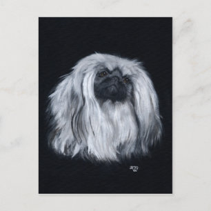 Cartão Postal Pekingese Preto e Branco