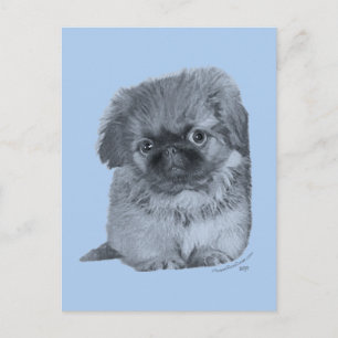 Cartão Postal Pekingese Puppy Blue