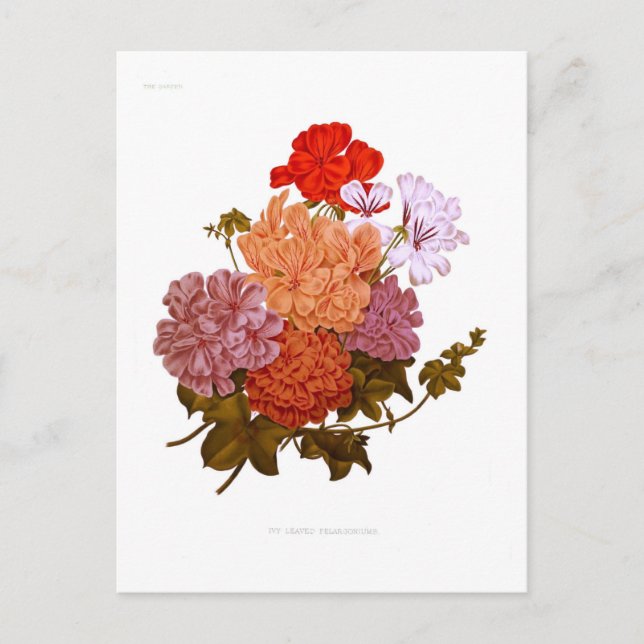 Cartão Postal Pelargoníos folheados de Ivy (Frente)