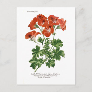 Cartão Postal Pelargonium grandifloro