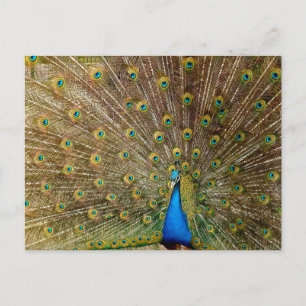 Cartão Postal Pelas Caudas de Peacock