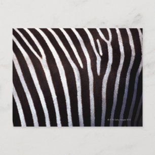 Cartão Postal pele de zebra