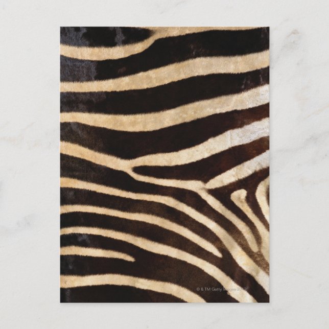 Cartão Postal Pele de Zebra 2 (Frente)