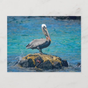 Cartão Postal Pelican