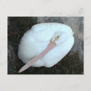 Cartão Postal Pelican