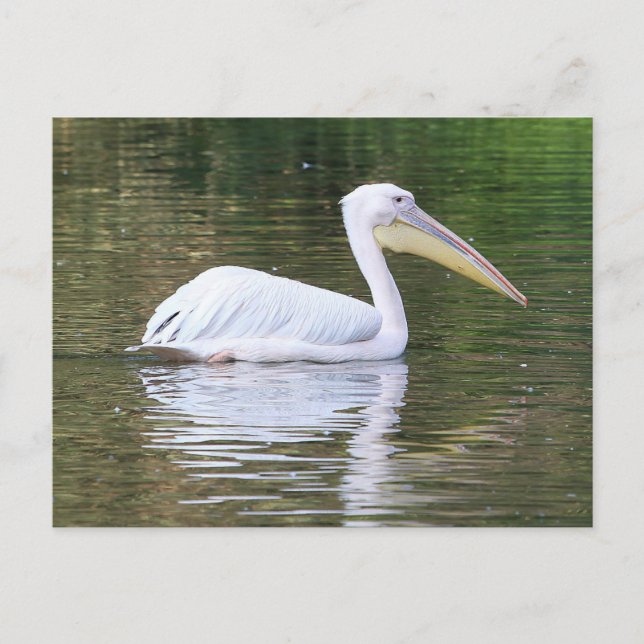 Cartão Postal Pelican (Frente)