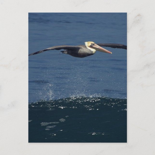 Cartão Postal Pelican (Frente)