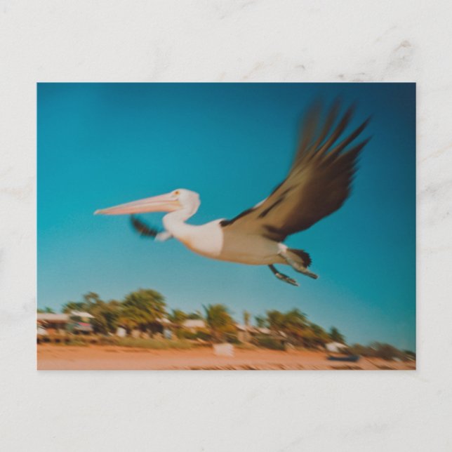 Cartão Postal Pelican (Frente)