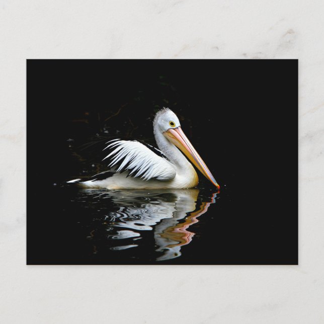 Cartão Postal Pelican (Frente)