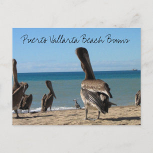 Cartão Postal Pelican Beach Bums