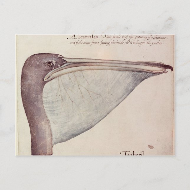 Cartão Postal Pelican, c.1590 (Frente)