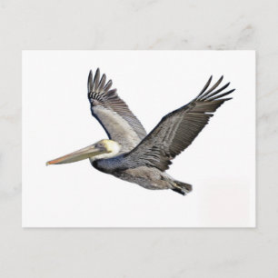 Cartão Postal Pelican Clear
