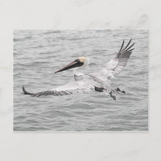 Cartão Postal Pelican In Flight