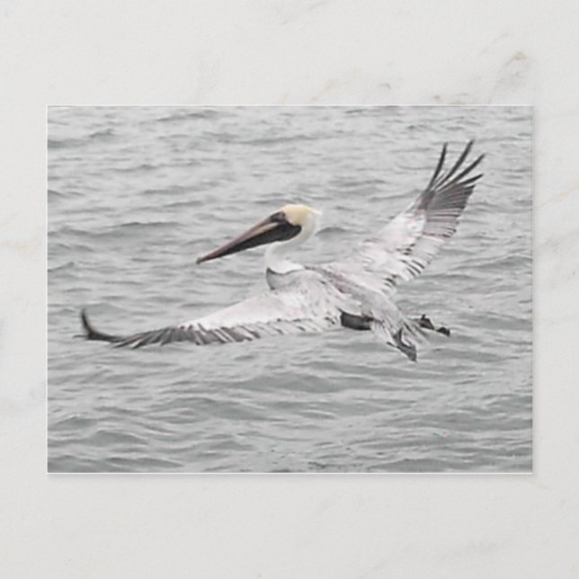 Cartão Postal Pelican In Flight (Frente)