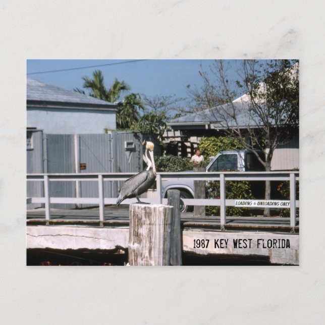 Cartão Postal Pelican Key West Florida 1987 (Frente)