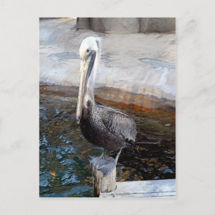 Cartão Postal Pelican Love, - Ocasiões_