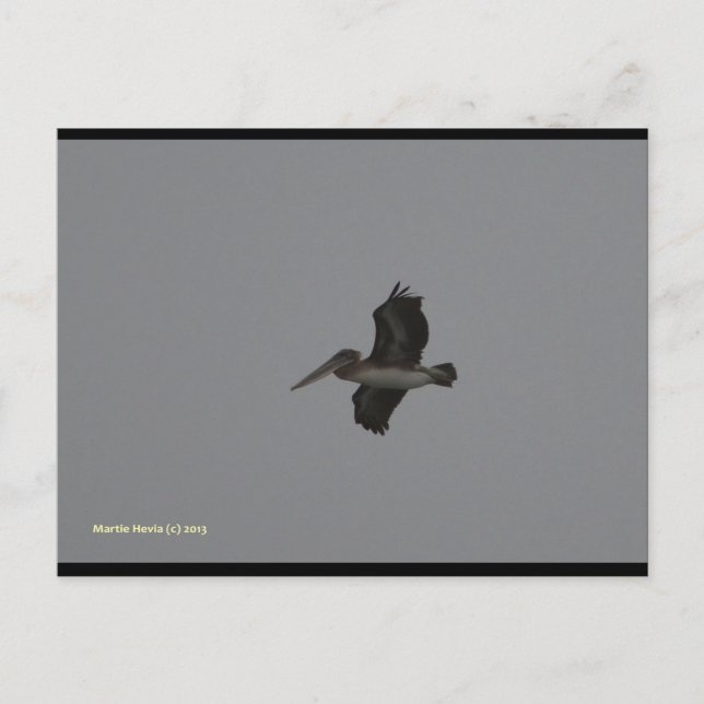 Cartão Postal Pelican no Miramar | Cartão-postal Blue Beach™ (Frente)
