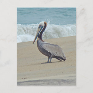 Cartão Postal Pelican on Outer Banks