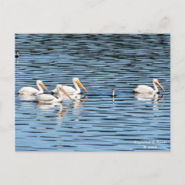 Cartão Postal Pelican Parade - Cartão-postal