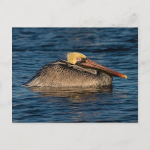 Cartão Postal Pelican Resting in Water Canvas Print Card