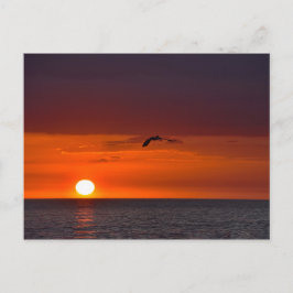 Cartão Postal Pelican voando no Sunset, Flórida