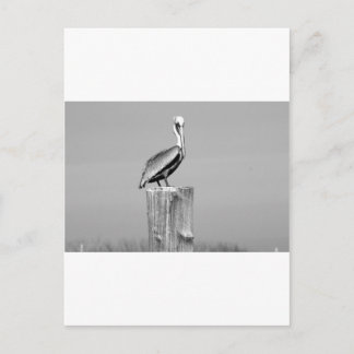 Cartão Postal pelicano