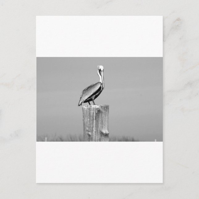 Cartão Postal pelicano (Frente)