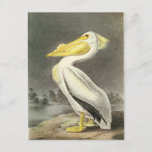 Cartão Postal Pelicano Branco Americano